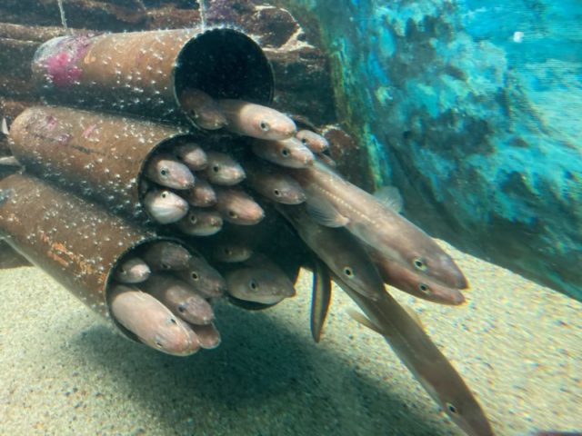 須磨水族館　あなご