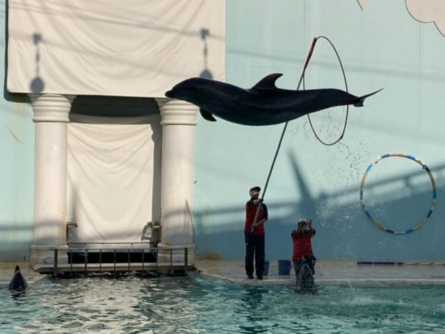 須磨水族館イルカショー