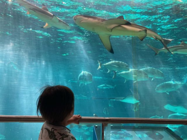 須磨水族館大水槽