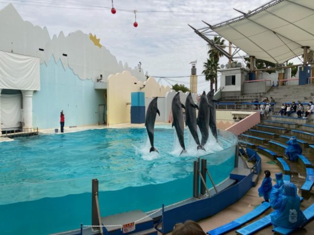 須磨水族館イルカショー