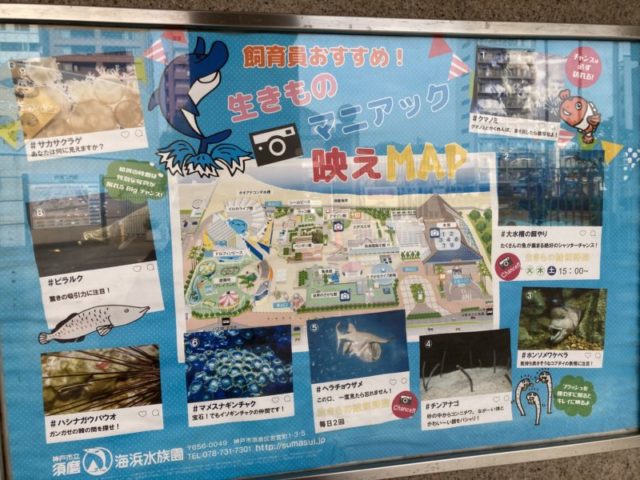 須磨水族館フォトスポット