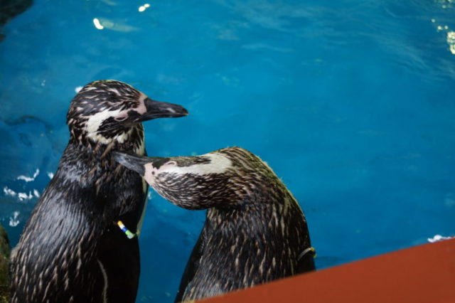 須磨水族館ペンギン