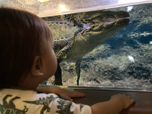 須磨水族館ワニ