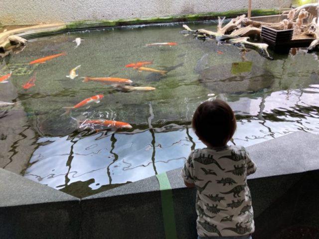 須磨水族館鯉