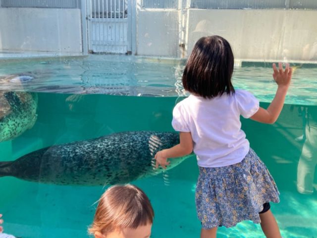 須磨水族館あざらし