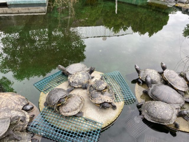 須磨水族館亀楽園